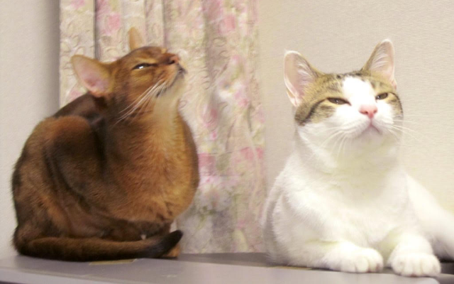 デフォルト画像